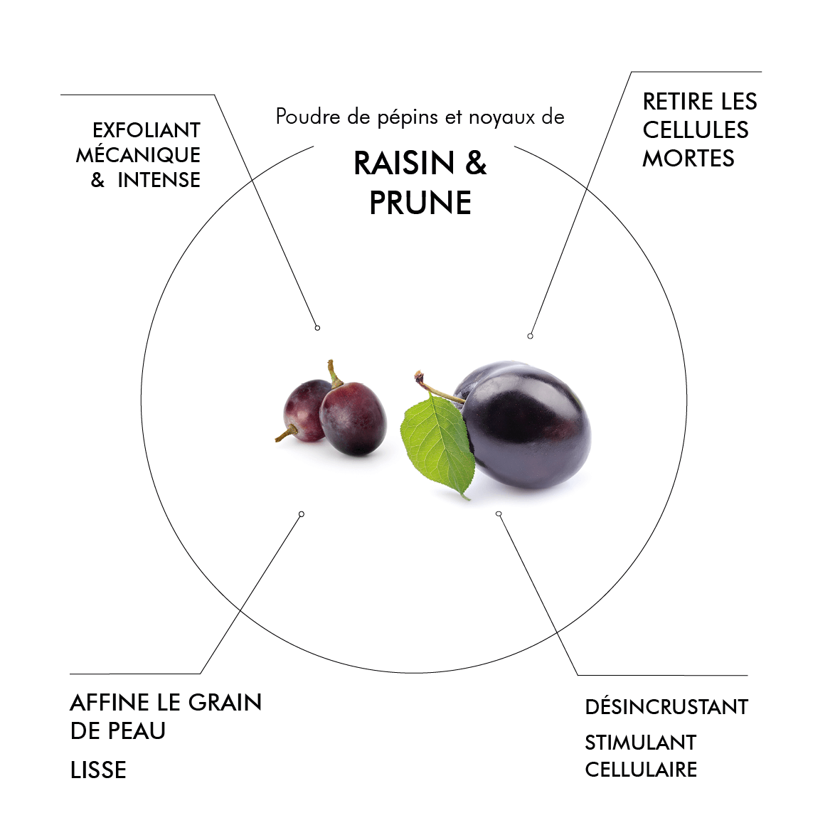 Poudre de pépins de raisin et noyaux de prune